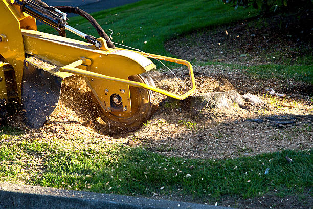 Best Tree Maintenance Programs  in USA